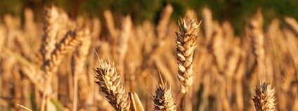 Nejpěstovanější plodinou na českých polích je ozimá pšenice, která zabírá třetinu z celkové osevní plochy.