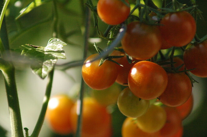 Holding ECO Finance Group vlastní a provozuje 7,5 hektaru skleníků na Prostějovsku, kde pěstuje různé odrůdy rajčat.
