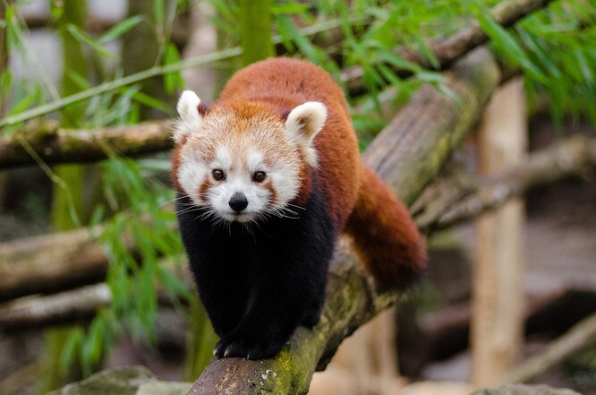 Panda červená je menší stromová šelma, o něco větší než kočka domácí. Pandě velké není blízce příbuzná, má pouze podobný způsob života. Jejím domovem jsou horské lesy a džungle v podhůří Himálaje.