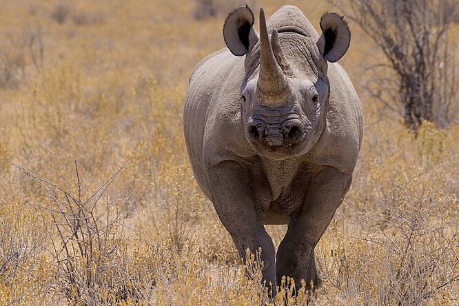 V Namibii podle ministerstva momentálně žije největší populace nosorožců dvourohých jihozápadních, kteří jsou poddruhem nosorožců dvourohých.