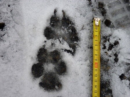 Loni mapování velkých šelem v Beskydech potvrdilo výskyt smečky vlků a několika rysů. Na stopy medvěda vlčí hlídky nenarazily. Na obrázku vlčí stopa.