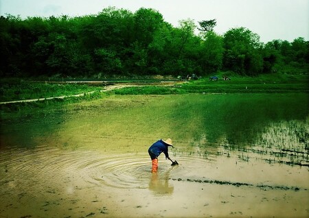Zaplavena byla půda, kde se pěstuje rýže, což v době sklizně vyvolává obavy z nedostatku potravin, píše Reuters. Ilustrační obrázek