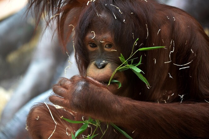 Samice orangutana Cantik v Zoo Ústí nad Labem.