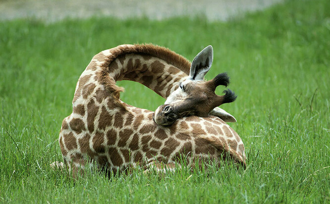 Žirafě stačí k vitalitě čtyři hodiny spánku.