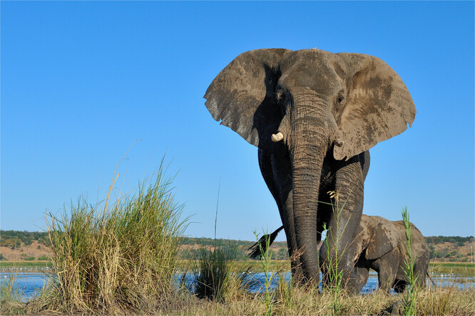 Slonů v Africe vlivem činnosti pytláků ubývá, ale Botswana je domovem téměř třetiny celé africké populace - tamní stáda se rozrostla na 130 000 jedinců.