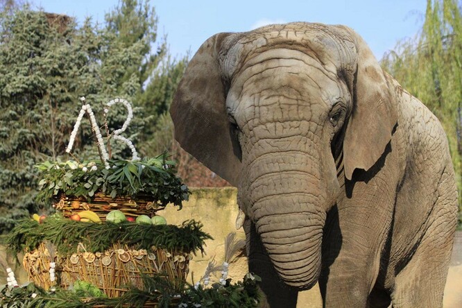 Ve dvorské zoo chovají dvě dospělé slonice, kterým je přes 30 let. Sprchují je ve venkovní expozici.