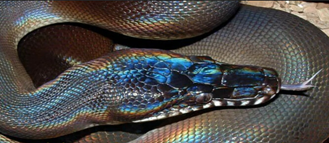 „Průhledný a pableskující“ had z Vietnamu.