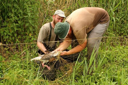 Safari Park Dvůr Králové zaštiťuje od roku 2012 projekt sledování migrace husy velké, jehož koordinátorem je pro Českou republiku dvorský zoolog Michal Podhrázský.
