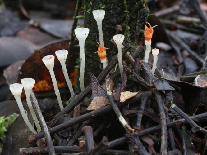 Hvězdnatka nejmenší (Thismia minutissima) - objev olomouckých přírodovědců na Borneu