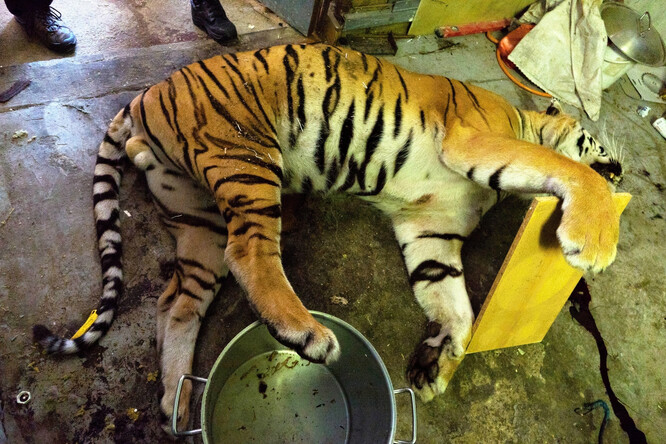 Soud se týká tří úhynů tygrů z chovu provozovatele zooparků u Prahy a Doks na Českolipsku Ludvíka Berouska.
