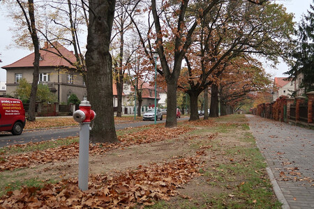 Plzěňská ulice Schwarzova. Stromy rostou v ochranném pásmu vodovodů.