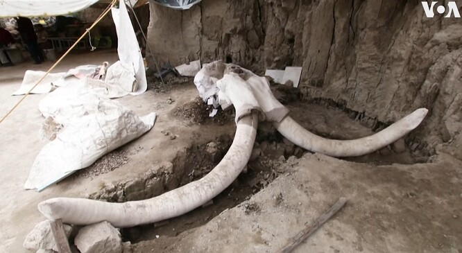 Stejná skupina loni oznámila objev 800 kostí z nejméně 14 mamutů ve velkých jámách, jež k lovení těchto mohutných býložravců vykopali pravěcí lidé.