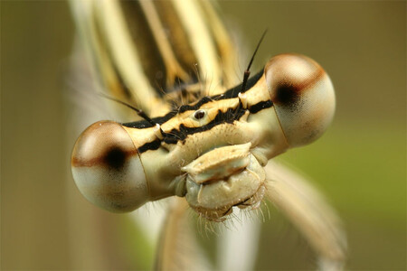 Složené oko vážek patří k nejpozoruhodnějším výtvorům přírody. Na snímku šidélko brvonohé (Platycnemis pennipes).