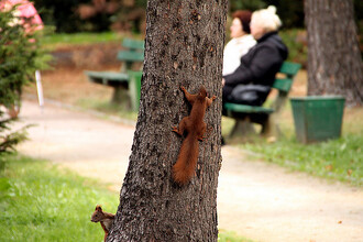 Veverky v parku.