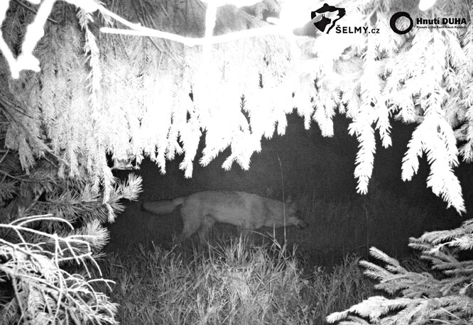 Vlk, zachycený na fotopast v Orlických horách na konci září.