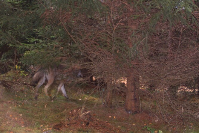 Vlk zachycený fotopastí na Broumovsku.