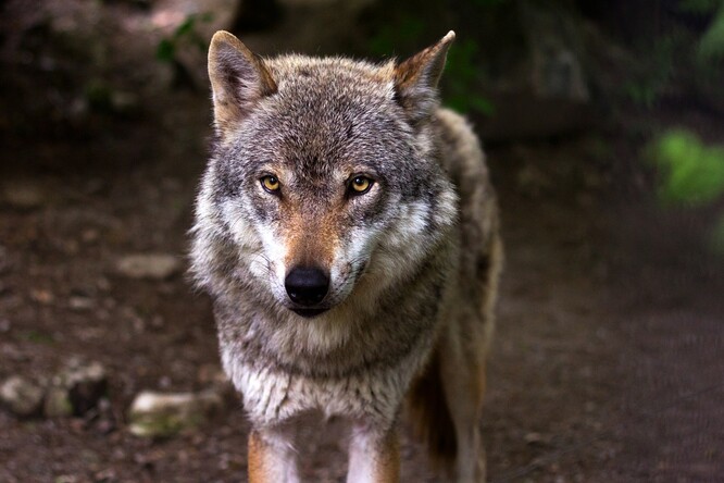 Ministerstvo zemědělství SR umožnilo během této lovecké sezony zastřelit 50 vlků.