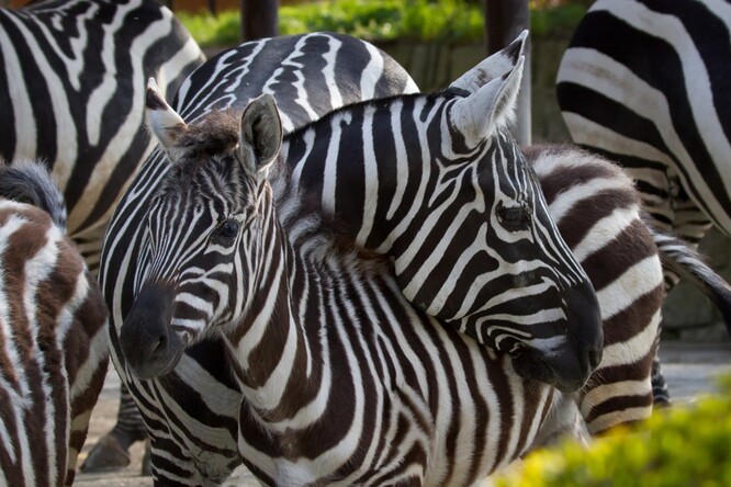 Chovu zeber bezhřívých se aktuálně věnuje jen 12 zoo ve světě, dohromady v nich je 43 těchto zvířat.