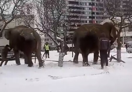 Cirkusoví sloni během nakládky utekli do města. Procházeli se po silnicích a v závějích a ochromili dopravu, dokud se je za pomoci policistů nepodařilo zahnat do kamionu.