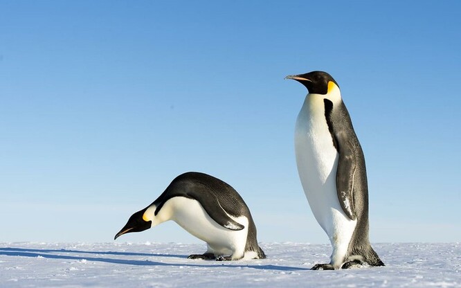 Mláďatům tučňáka císařského nedělá déšť dobře. Jejich peří ještě není voděodolné.