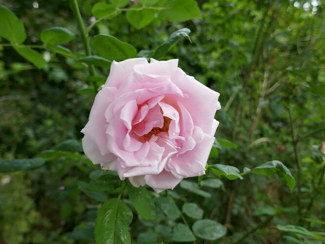 Růže Masaryk vyšlechtěná Janem Böhmem