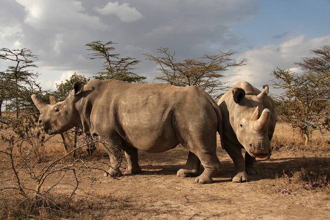 Nájin a Fatu převezli zoologové se dvěma samci ze Dvora Králové do Keni v roce 2009. Domnívali se, že africké prostředí bude pro jejich reprodukci příhodnější. Ačkoliv se zvířata pářila, ani jedna ze samic přirozeně nezabřezla. Samci Suni a Sudán uhynuli v Keni v letech 2014 a 2018. V přírodě je druh považován za vyhynulý.