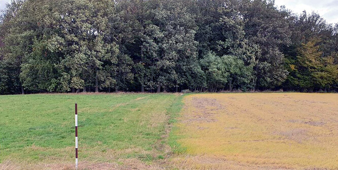 Pravá část pole je postříkána herbicidem Roundup.