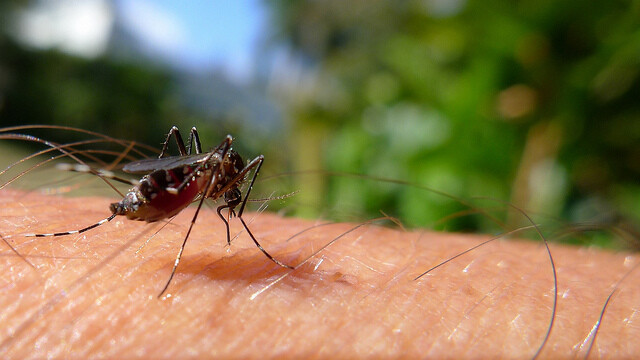 Z nejnovější zprávy Lancet Countdown rovněž vyplývá, že za posledních několik desítek let výrazně vzrostl počet komárů přenášejících tropické nemoci. Tento hmyz žijící v oblastech s vlhkým a teplým podnebím se díky globálnímu oteplování více rozšířil.