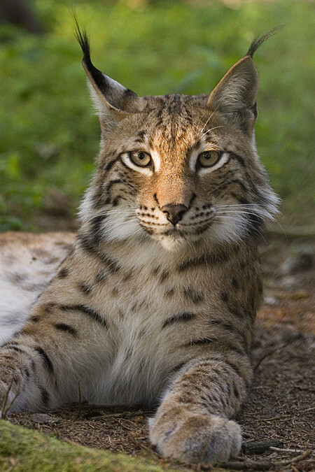 Rys ostrovid (Lynx lynx).
