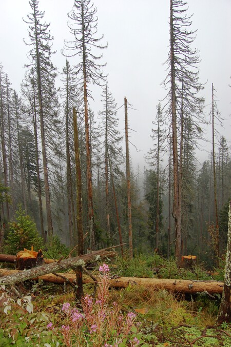 Národní park šumava zákon potřebuje a lepší návrh k dispozici nemáme, řekli si poslanci