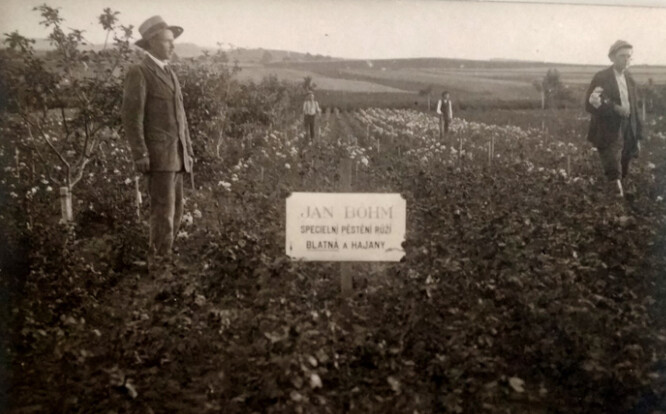 Růžové plantáže šlechtitele Jana Böhma patřily ve 30. letech minulého století k největším v Evropě.