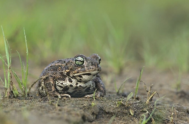 Ohrožená žába dává přednost oblastem bez vegetace nebo jen se spoře zarostlou půdou. Přes den se zahrabává hluboko do písku. Zatímco jiné žáby vyhledávají k množení mokřady, jí ke zdárnému vývoji pulců stačí kaluže vzniklé v kolejích vyjetých pneumatikami.