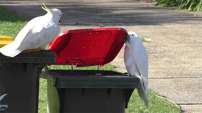 Mladý kakadu pozoruje zkušenějšího kakadua, jak otvírá popelnici.