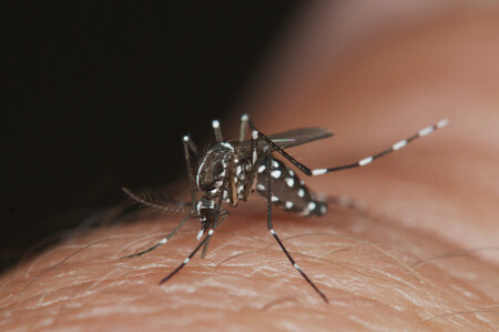 Komár tygrovaný (Aedes albopictus) je původem z Asie. Přenáší na člověka některé nebezpečné nemoci — horečku dengue, žlutou zimnici a další.