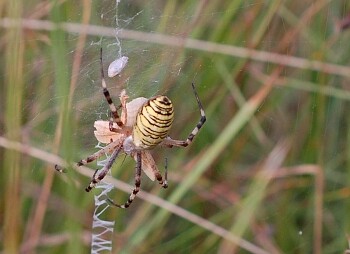 Křižák pruhovaný (Argiope bruennichi) je původem subtropický pavouk z oblasti Středomoří, který však vlivem změny klimatu zdomácněl také v České republice