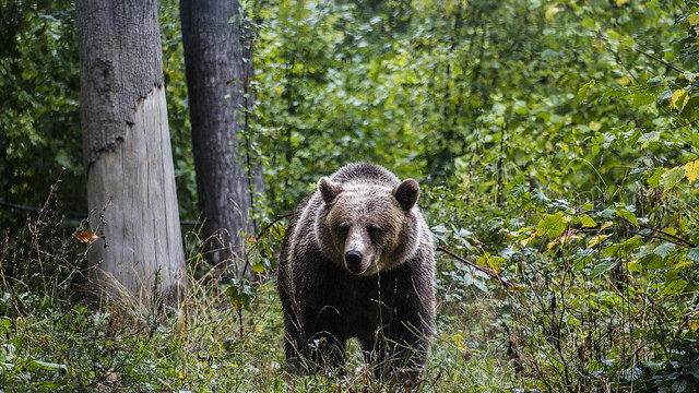 Téma střetů medvěda s lidmi a možného přemnožení této chráněné šelmy ožilo na Slovensku dříve v tomto týdnu po potvrzení prvního případu úmrtí člověka po útoku medvědem v novodobých dějinách země.