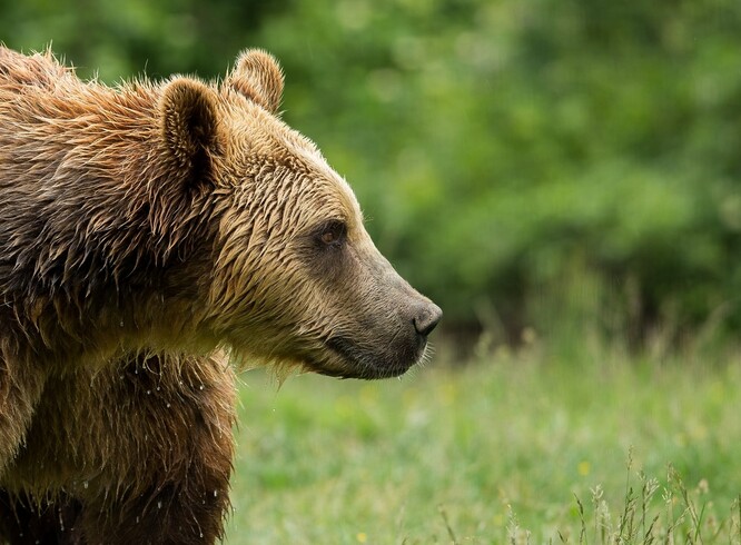 Lesníci upozorňují na stupňující se nebezpečí s tím, jak populace medvědů narůstá. V tomto období se navíc medvědi rozmnožují. Samci si hledají partnerku k páření a mohou být agresivní.