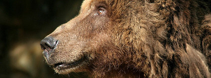 Medvěd hnědý. Foto: M Kuhn Flickr.com