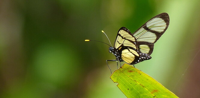 Jako kuriozitu pořadatelé prezentují motýly druhu Methona confusa, kteří mají průsvitná křídla.