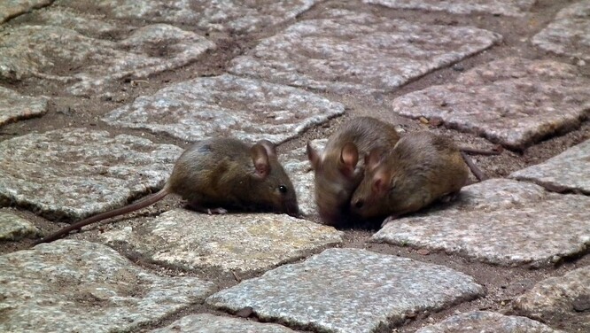 Invaze škůdců jako myši zdánlivě přicházejí odnikud a stejně nečekaně mizí.