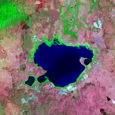 Okolí jezera Naivasha s květinovými farmami: modré a bílé oblasti zachycují skleníky, růžové plochy kvetoucí a zelené plochy teprve rostoucí rostliny. Nejčastěji se zde pěstují růže, lilie a karafiáty