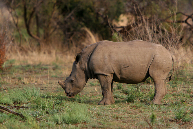 Nosorožec tuponosý jižní je jedním z poddruhů nosorožce tuponosého. V současné době jich žije asi 10 080. Je uváděný jako téměř ohrožený druh na Červeném seznamu ohrožených druhů Mezinárodního svazu ochrany přírody (IUCN).