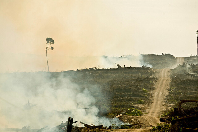 Na ilustračním snímku vypalování pralesa pro palmovou plantáž.