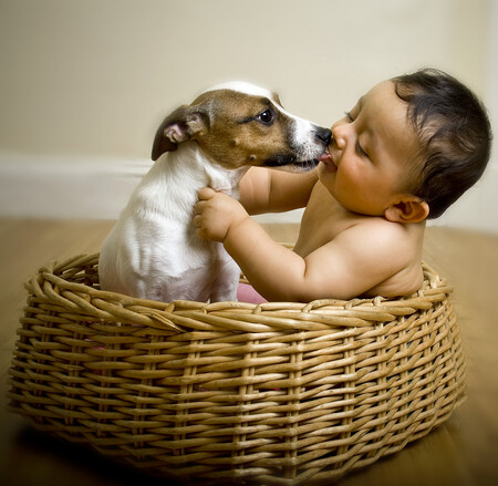 Děti, které jsou od útlého věku v kontaktu se psy, mají podle vědců menší pravděpodobnost získat alergii nebo astma. Psi totiž dětem šlechtí střevní mikroorganismy.