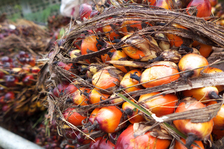 Mnoho lidí je přesvědčeno, že existuje pouze jeden typ palmového oleje. Není to tak. Jako surovina při výrobě potravin a kosmetiky je často používána pouze část palmového oleje, tzv. frakce