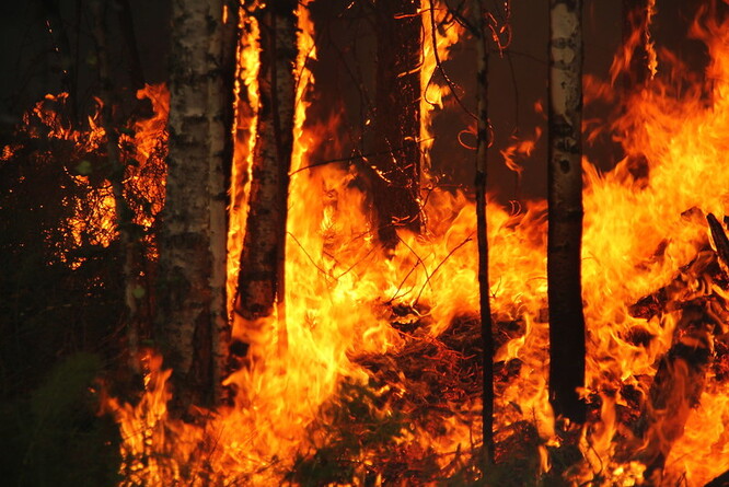 Požáry sužují ruské lesy každý rok, v posledních letech jsou však intenzivnější
