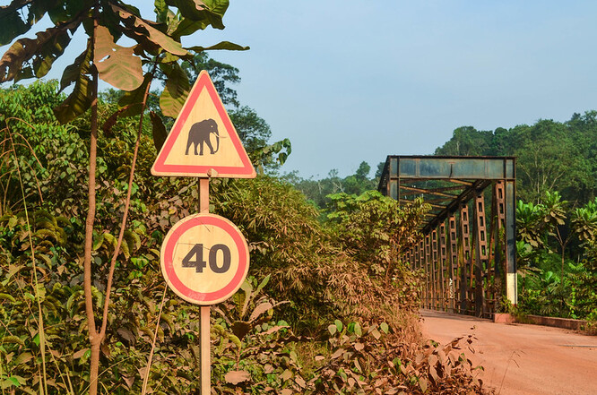 V Gabonu žije 60 až 70 procent všech afrických pralesních slonů.