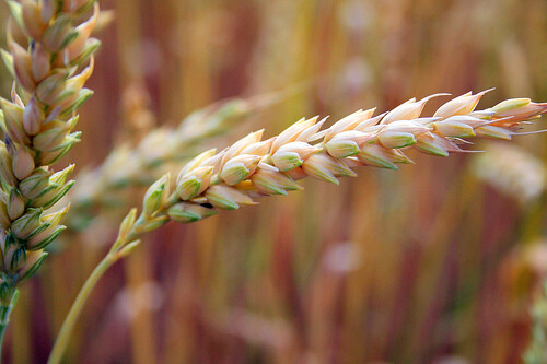 AgroRisk.cz informuje o rizicích pro hlavní pěstované plodiny, jako jsou například pšenice, řepka nebo ječmen.