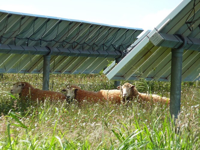 Ovce pasoucí se na solární farmě La Ola na ostrově Lanai na Havaji. Vypásají plevel a trávu v těžko přístupných místech mezi solárními panely a pod nimi.