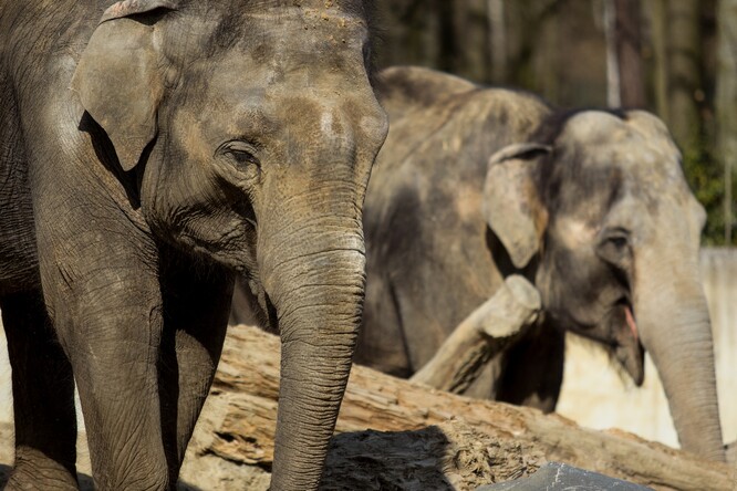 Sloni indičtí upřednostňují spíše lesní prostředí, proto vyhledávají více stinná místa na rozdíl od jejich afrických příbuzných.